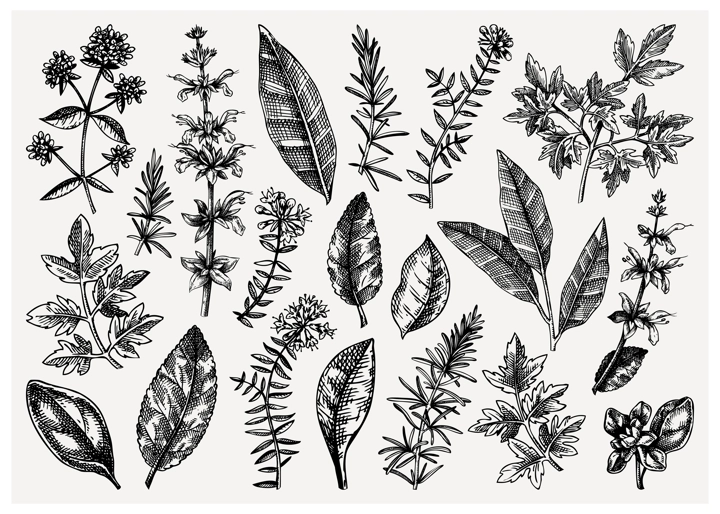 Vector collection of typical herbs and spices leaves. Hand-sketched kitchen herbal plants illustration. Aromatic food cooking ingredients collection. Hand-drawn herbs for Italian cuisine